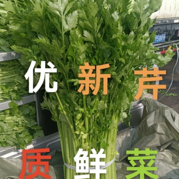 安徽万亩优质大棚芹菜正在热销中代发全国各地