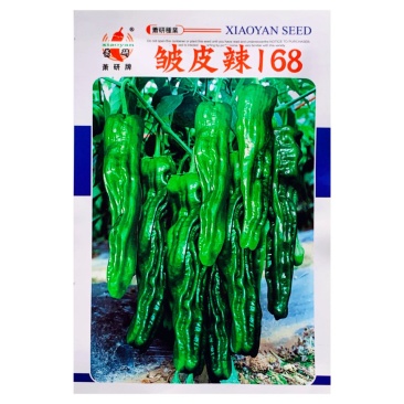 萧研皱皮辣家庭专用口感型小皱皮辣椒常规籽羊角皮薄高产辣味
