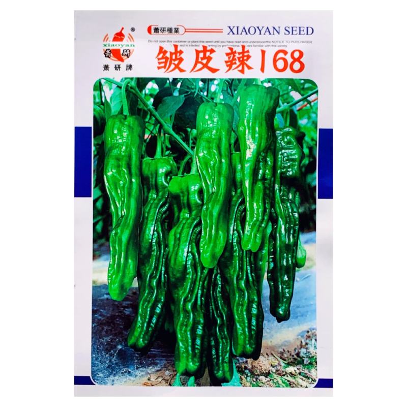 萧研皱皮辣家庭专用口感型小皱皮辣椒常规籽羊角皮薄高产辣味
