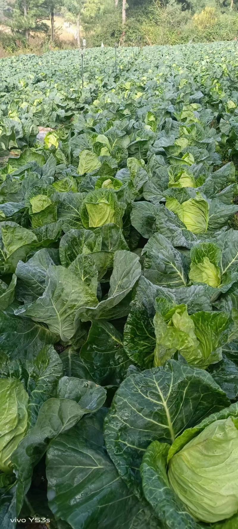 云南牛心甘蓝，基地种植，一手货源，品质保证