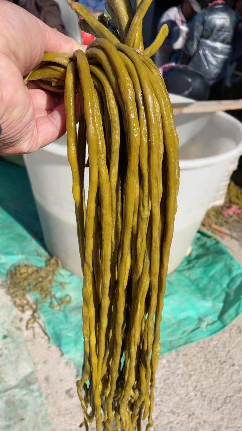 优质酸豆角货源充足量大从优欢迎老板选购可视频
