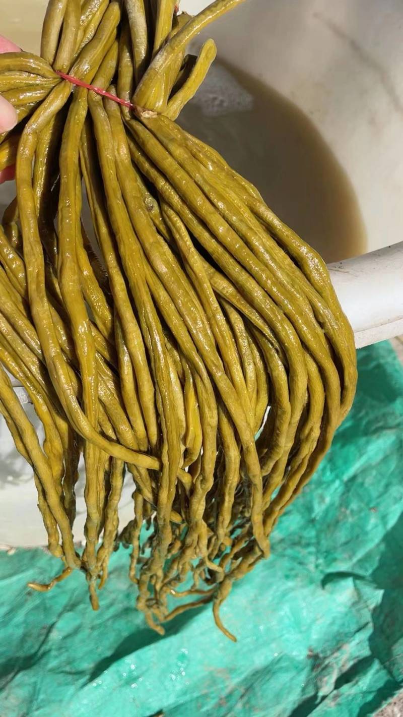 优质酸豆角货源充足量大从优欢迎老板选购可视频