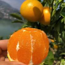 【橙子】九月红果冻橙大量供应皮薄多汁现摘现发量大从优