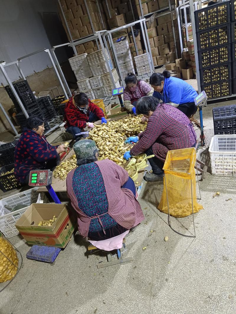 大黄姜，优质精品生姜品种多样规格齐全全国发货，欢迎下单