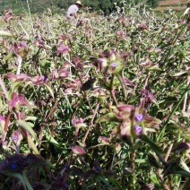 露水草（鲜草）/产地直发品质好货支持