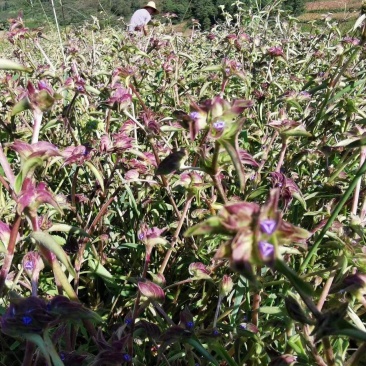 露水草（鲜草）/产地直发品质好货支持电话联系