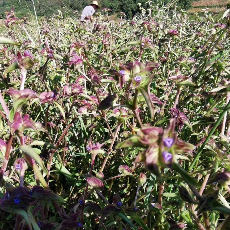 露水草（鲜草）/产地直发品质好货支持电话联系