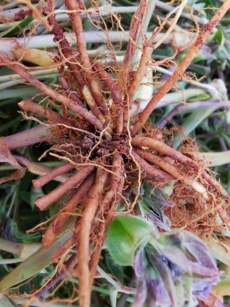 露水草（鲜草）/产地直发品质好货支持电话联系