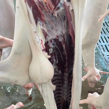 羊肉带皮羊肉精修无纯干无水全国冷链物流保鲜发货