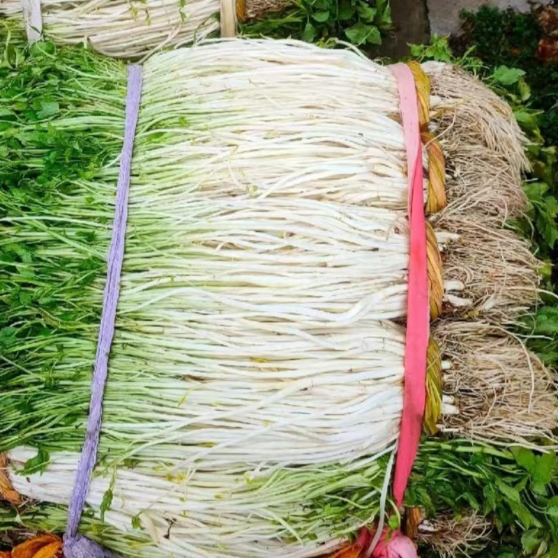 精品芹芽