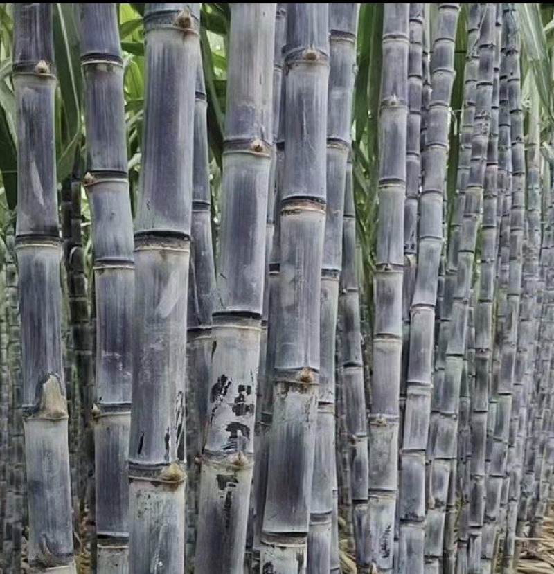 黑皮甘蔗种，购买种子提供后期种植技术辅导