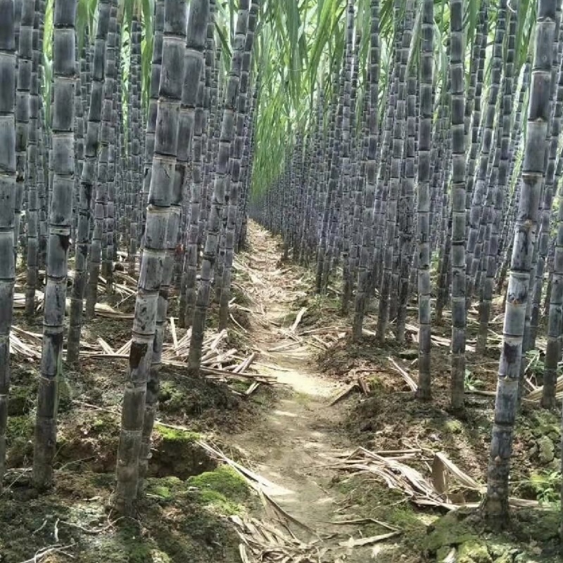 黑皮甘蔗种，购买种子提供后期种植技术辅导