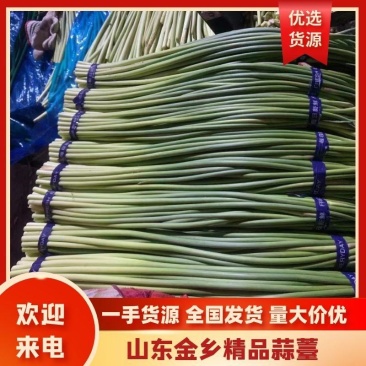 【蒜薹】正宗山东红帽蒜苔一手货源量大从优【坏单包赔】