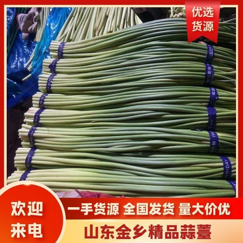 【蒜薹】正宗山东红帽蒜苔一手货源量大从优【坏单包赔】