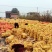 出售河北邯郸地区玉米20万斤