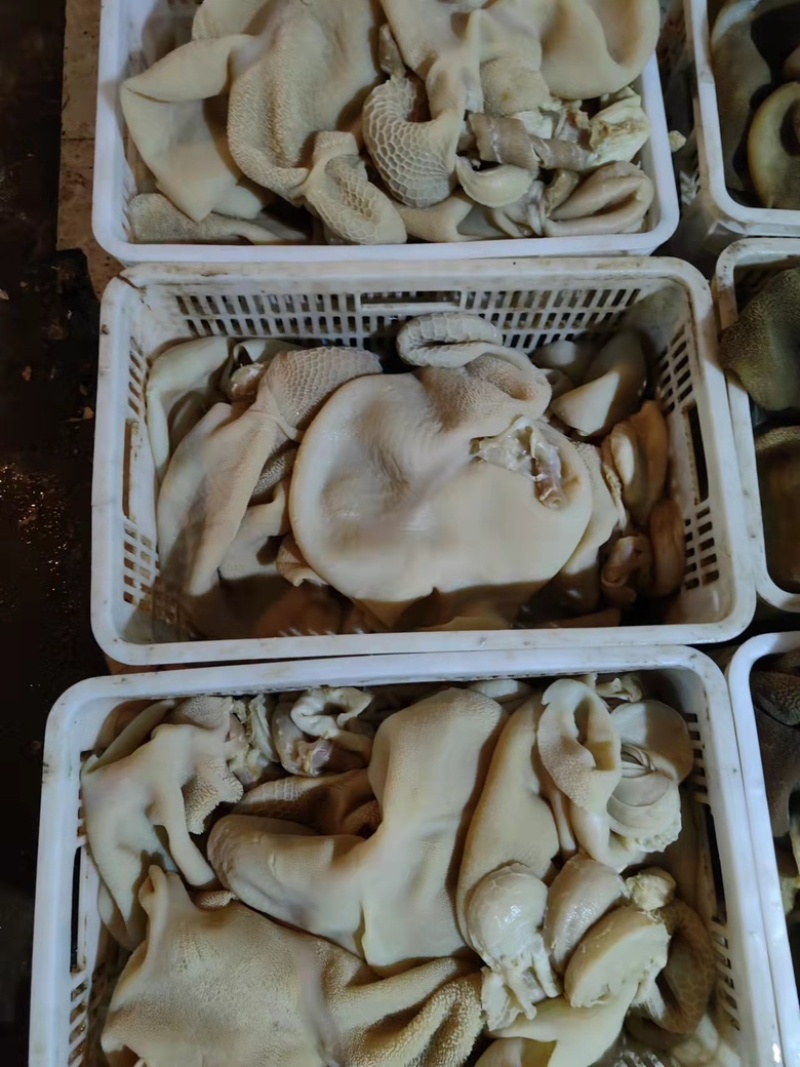 羊肚整个羊肚长期供应一手货源