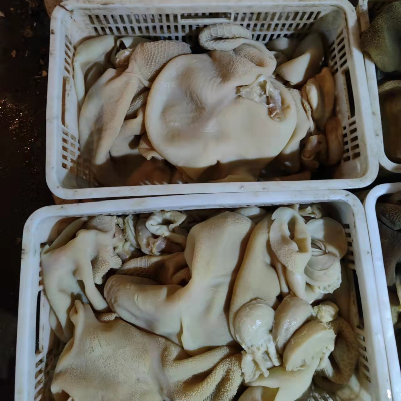 羊肚整个羊肚长期供应一手货源