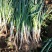 产地大葱，量大从优