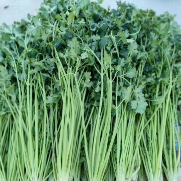 商河香菜，自己的价格优惠