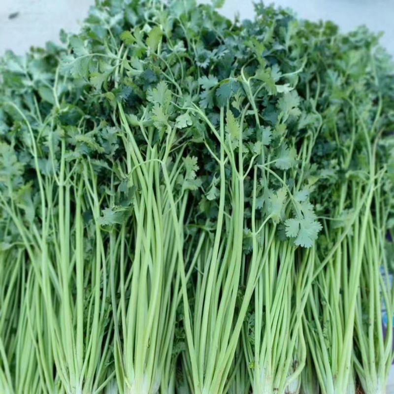 商河香菜，自己的价格优惠