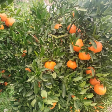 湖南精品椪柑可大量供货价格优惠皮薄水分足甜度高欢迎咨询