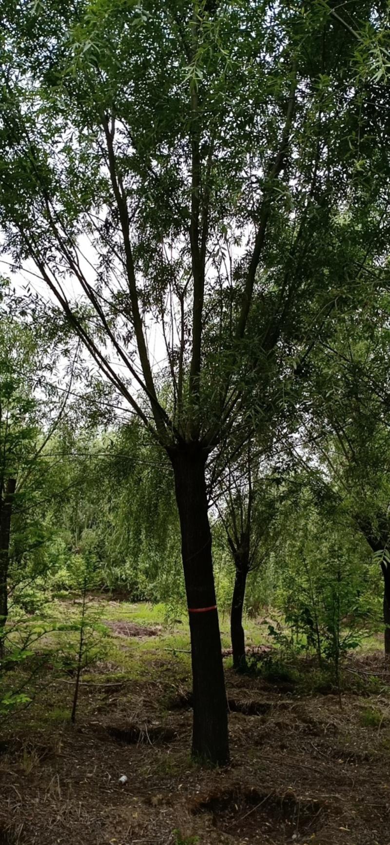 金丝柳树，18~20cm16~18cm4米以上。