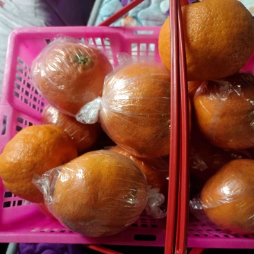 湖南精品明日见柑橘可大量供货价格优惠皮薄水分足欢迎咨询