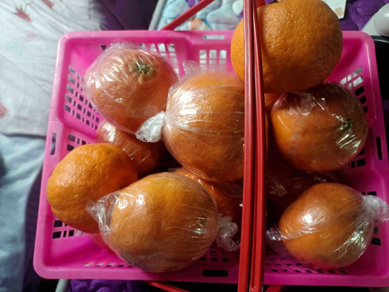 湖南精品明日见柑橘可大量供货价格优惠皮薄水分足欢迎咨询