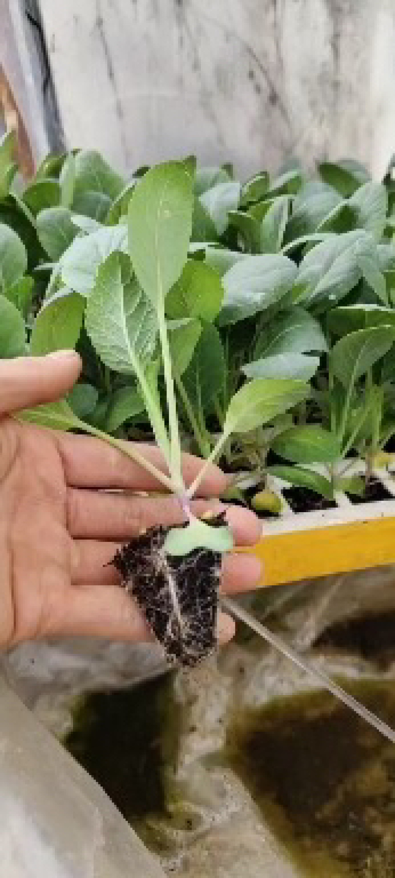 [推荐]云南玉溪松花苗菜花苗种苗青杆小米粒