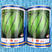 卡特西瓜种子大圆西瓜种籽特大正圆精品春季四季中型瓜麒麟瓜