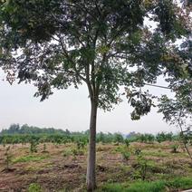 南栾树，苗圃长期供应:14~16cm栾量大价格更。