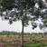 南栾树，苗圃长期供应:14~16cm栾量大价格更优惠。