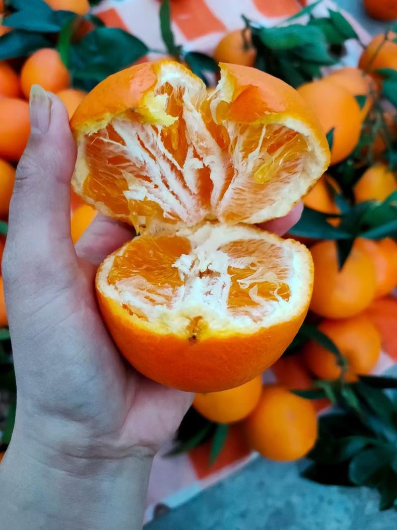 奉节脐橙