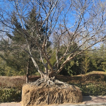 山东青檀，丛生青檀，大型丛生青檀