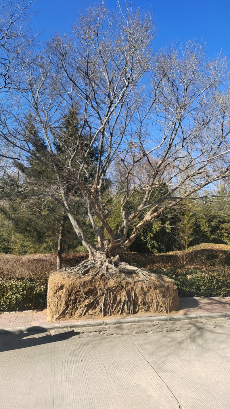 山东青檀，丛生青檀，大型丛生青檀