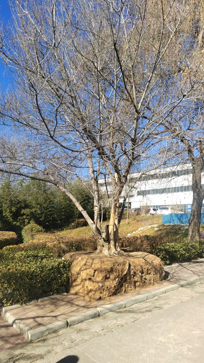 山东青檀，丛生青檀，大型丛生青檀
