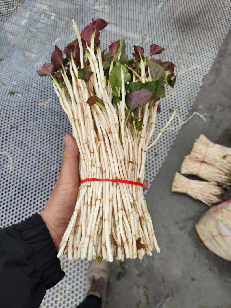 鱼腥草（折耳根）嫩芽，鱼腥草根（折耳根）