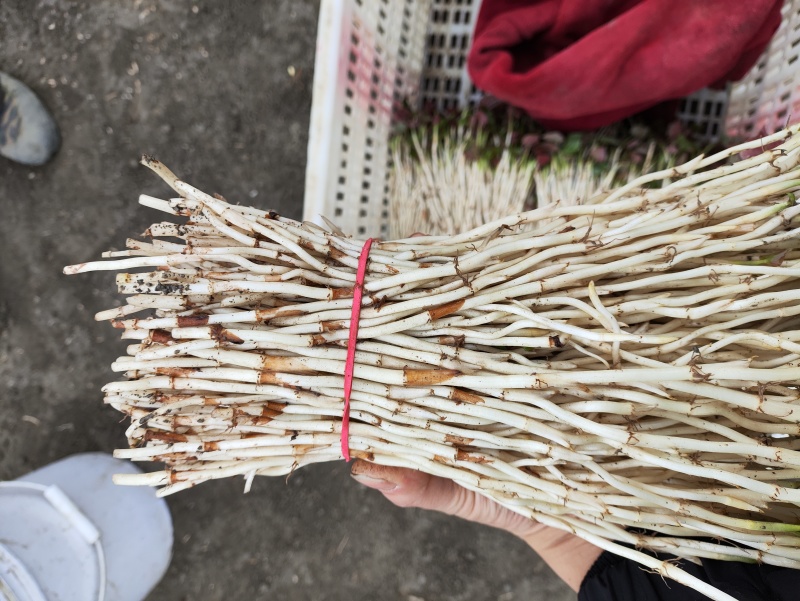 鱼腥草（折耳根）嫩芽，鱼腥草根（折耳根）