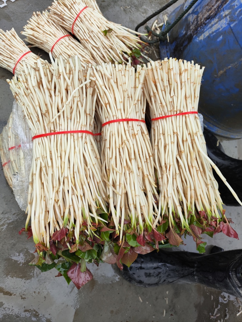 鱼腥草（折耳根）嫩芽，鱼腥草根（折耳根）