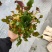 鱼腥草（折耳根）嫩芽，鱼腥草根（折耳根）