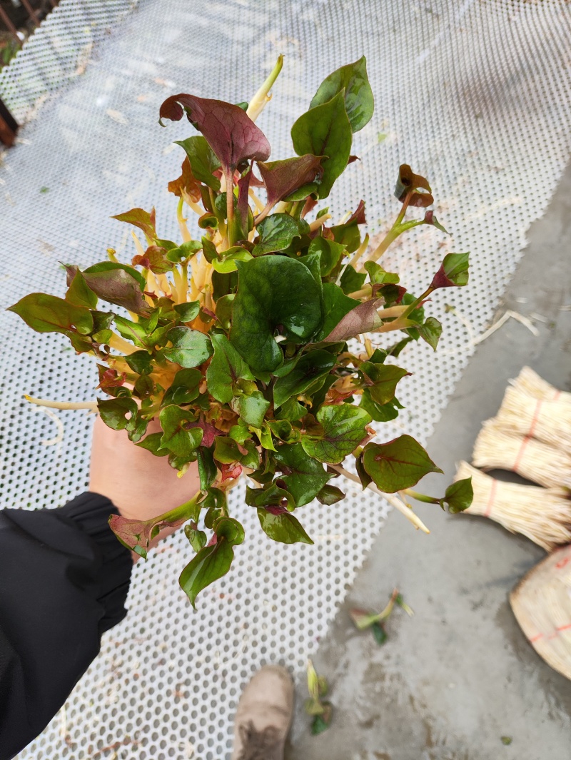 鱼腥草（折耳根）嫩芽，鱼腥草根（折耳根）
