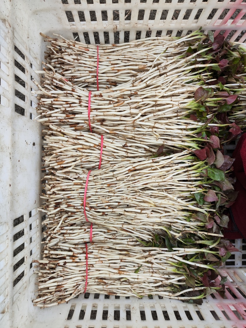 鱼腥草（折耳根）嫩芽，鱼腥草根（折耳根）