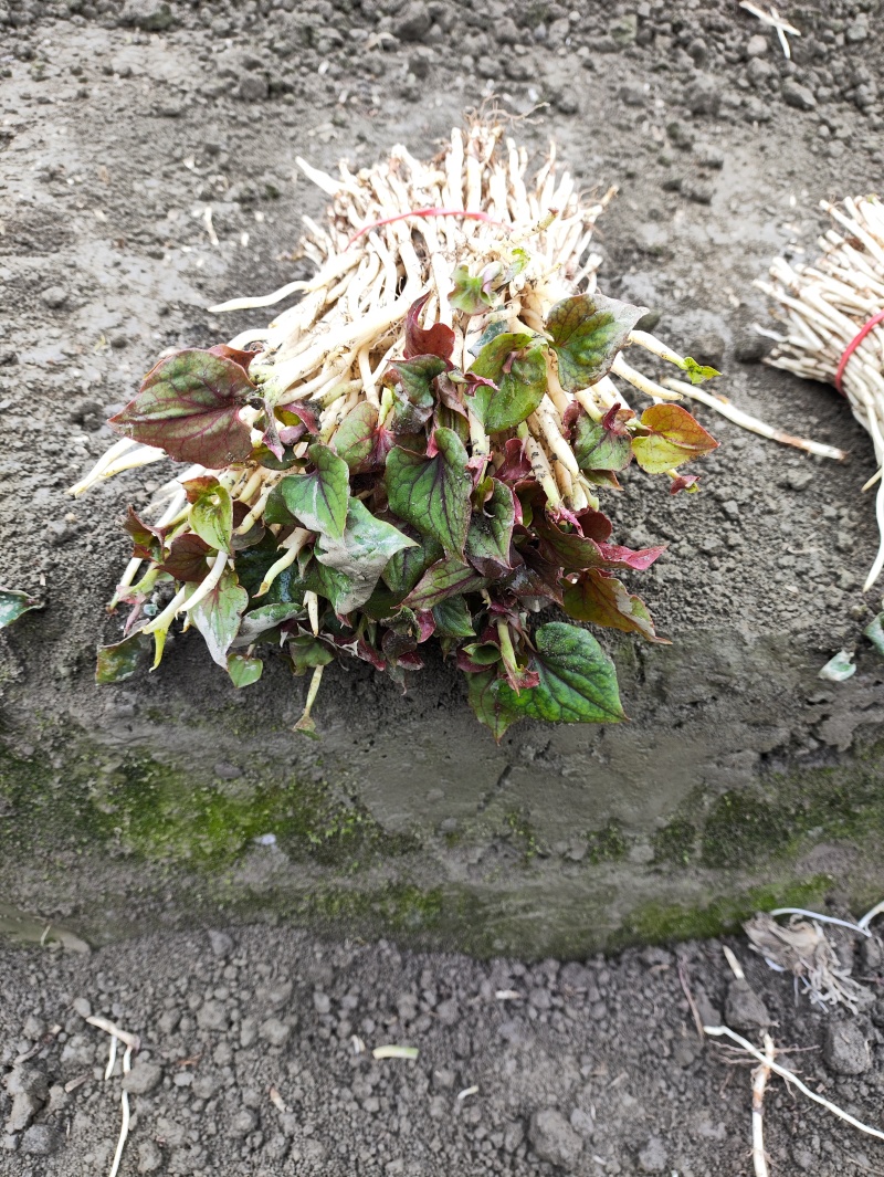 鱼腥草（折耳根）嫩芽，鱼腥草根（折耳根）