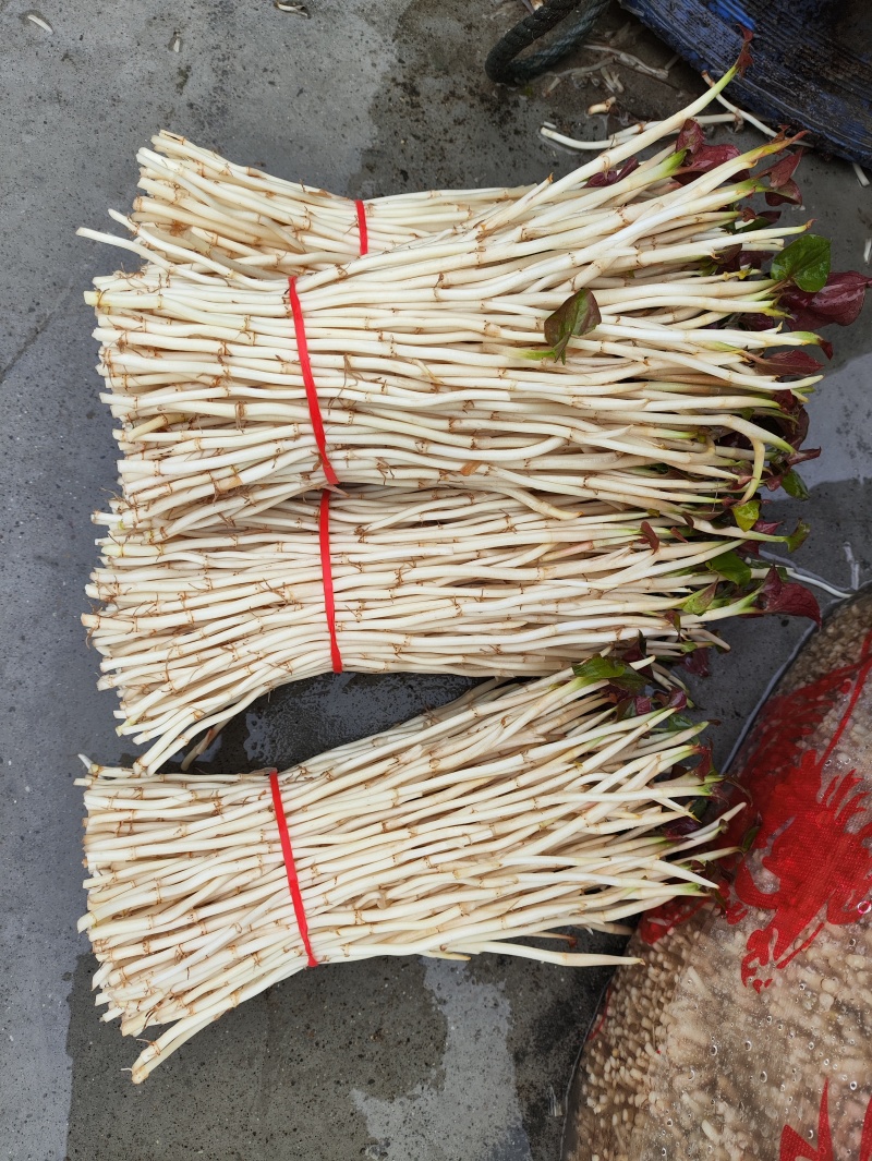 鱼腥草（折耳根）嫩芽，鱼腥草根（折耳根）