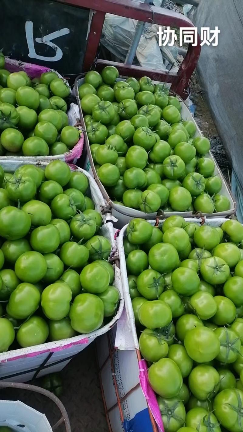 青柿子大量供应，产地直供，欢迎老板来合作