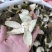 四花青皮新货中药青橘皮青皮无硫磺现货批发