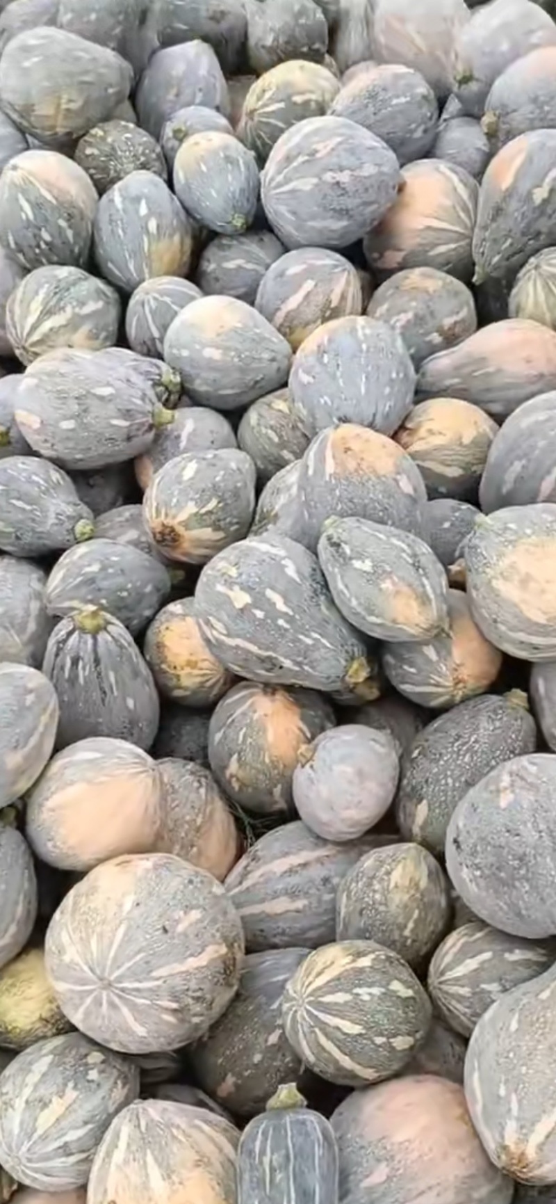 广东香芋南瓜，浓香型，上灰均匀，发种回收价格优惠保质量