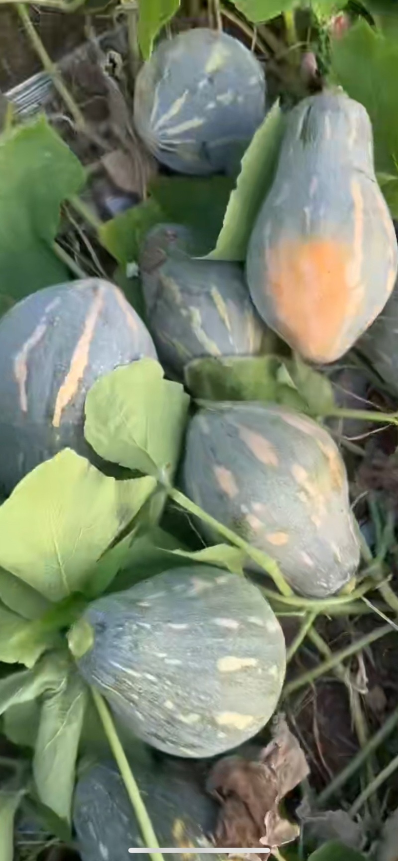 广东香芋南瓜，浓香型，上灰均匀，发种回收价格优惠保质量
