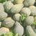 广东香芋南瓜，浓香型，上灰均匀，发种回收价格优惠保质量