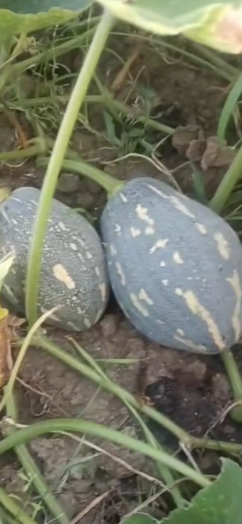 广东香芋南瓜，浓香型，上灰均匀，发种回收价格优惠保质量